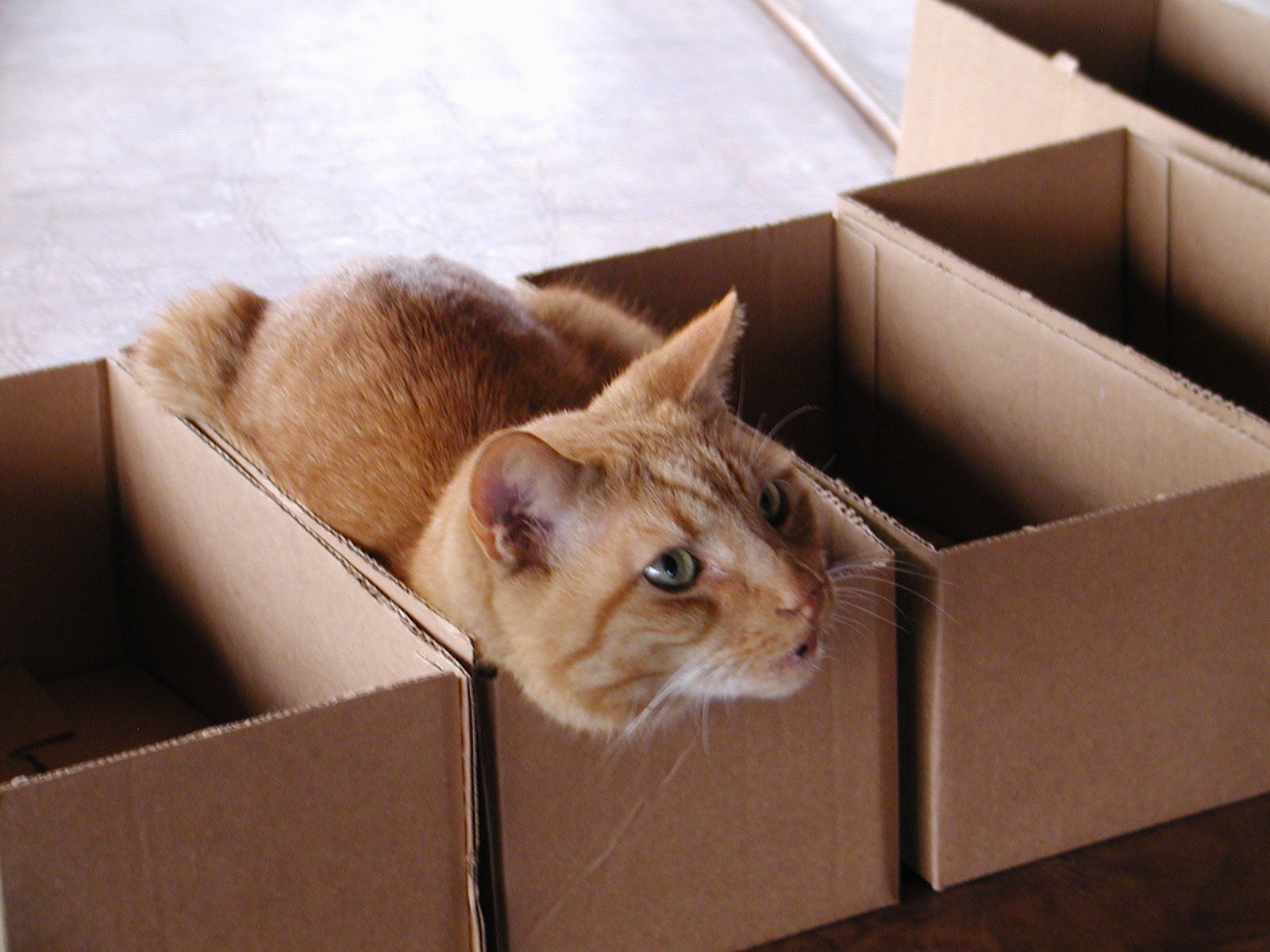 FloppyBox – The Avocado